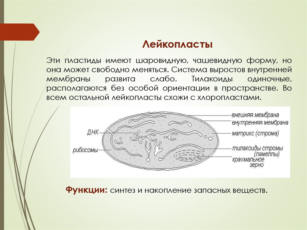 Лейкопласты