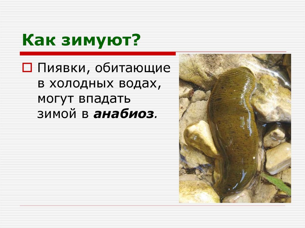 Как зимуют?