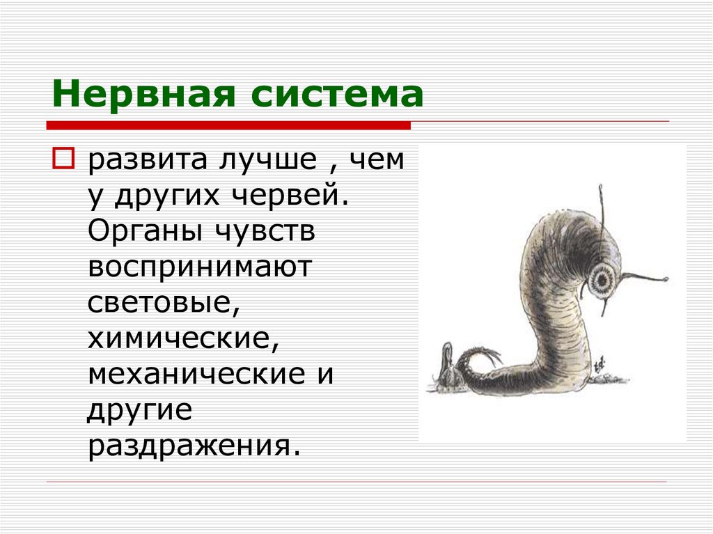 Нервная система