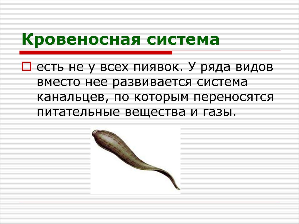 Кровеносная система