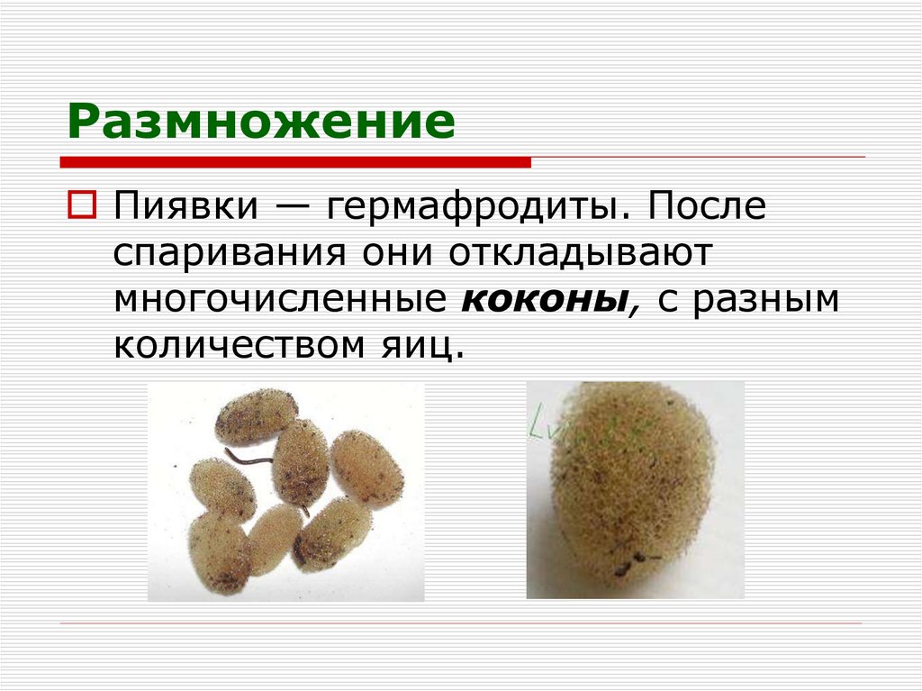 Размножение