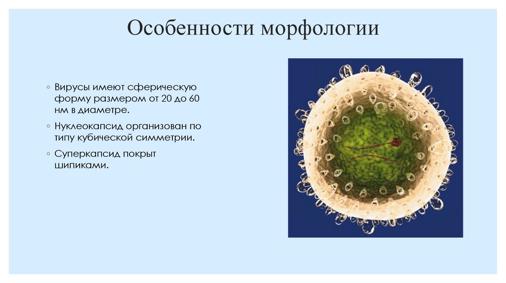 Особенности морфологии
