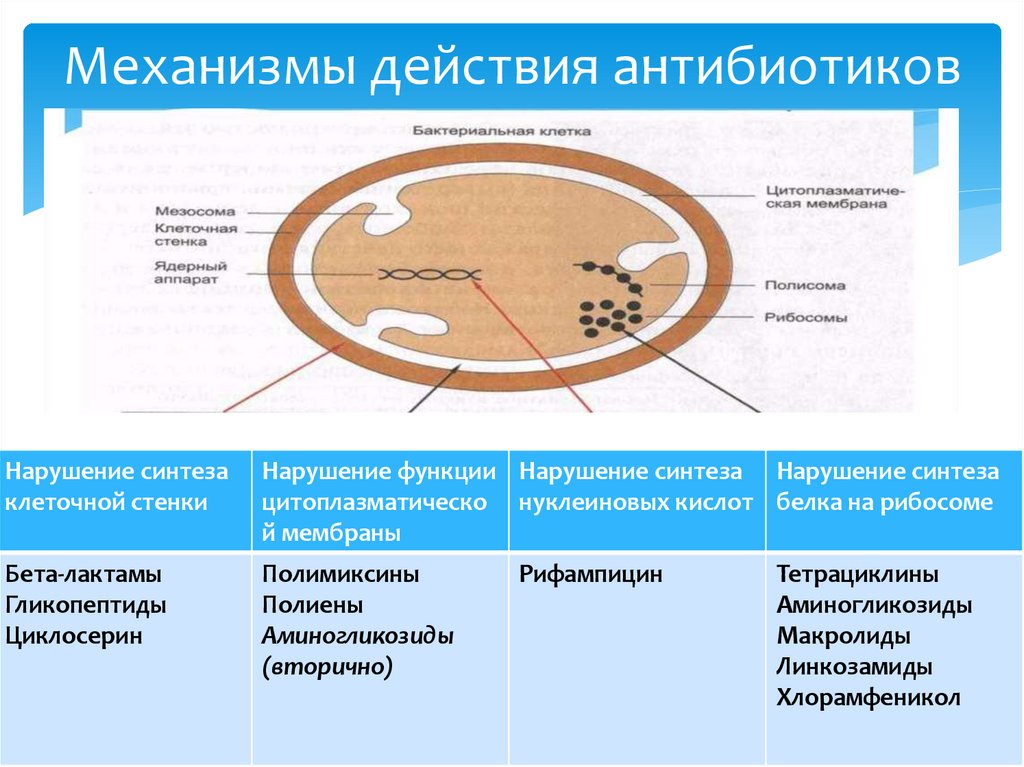 Механизмы действия антибиотиков