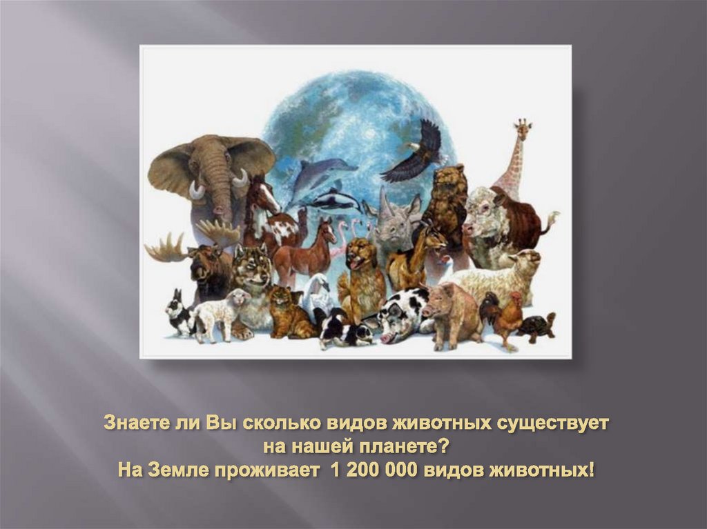 Знаете ли Вы сколько видов животных существует на нашей планете? На Земле проживает 1 200 000 видов животных!