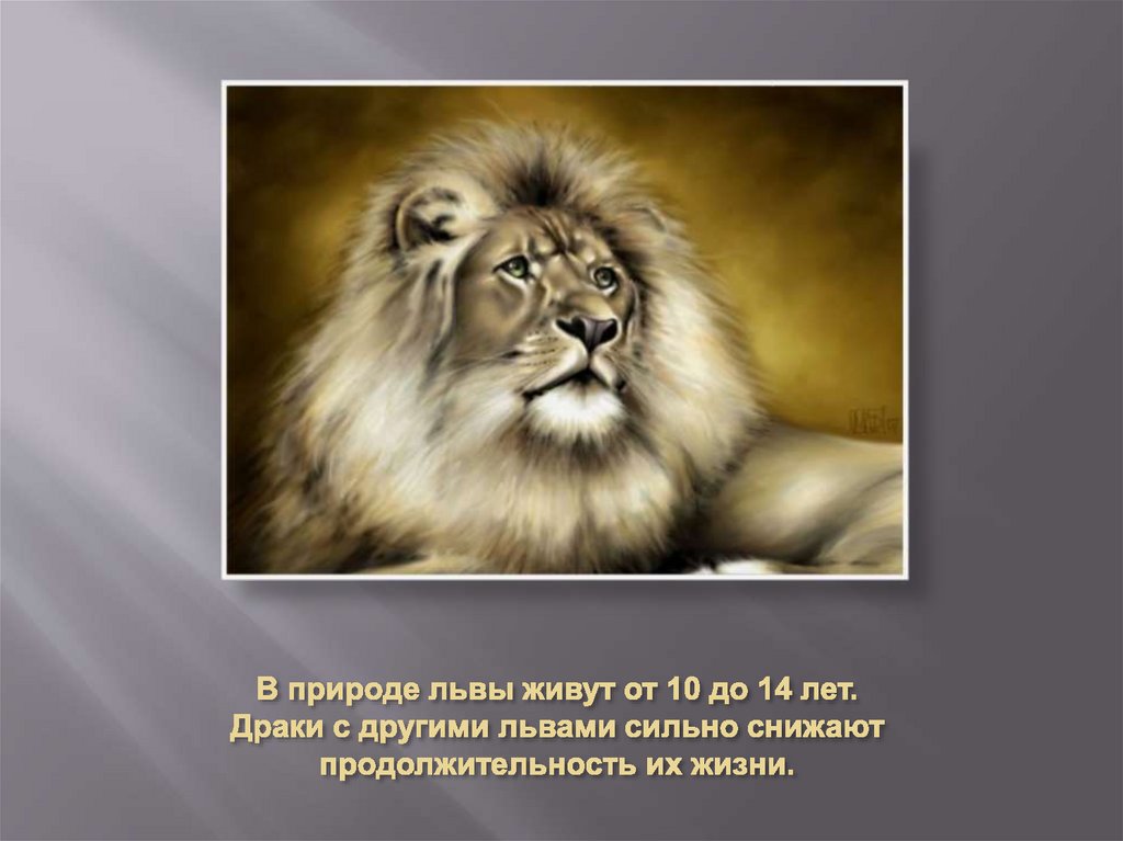 В природе львы живут от 10 до 14 лет. Драки с другими львами сильно снижают продолжительность их жизни.