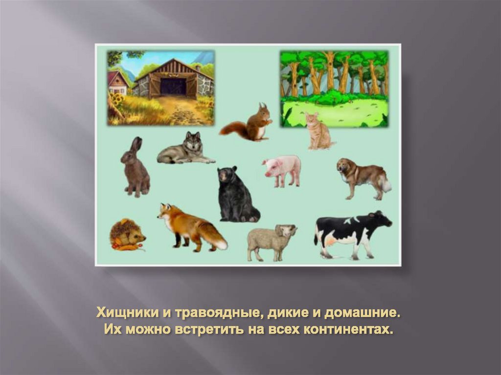 Хищники и травоядные, дикие и домашние. Их можно встретить на всех континентах.