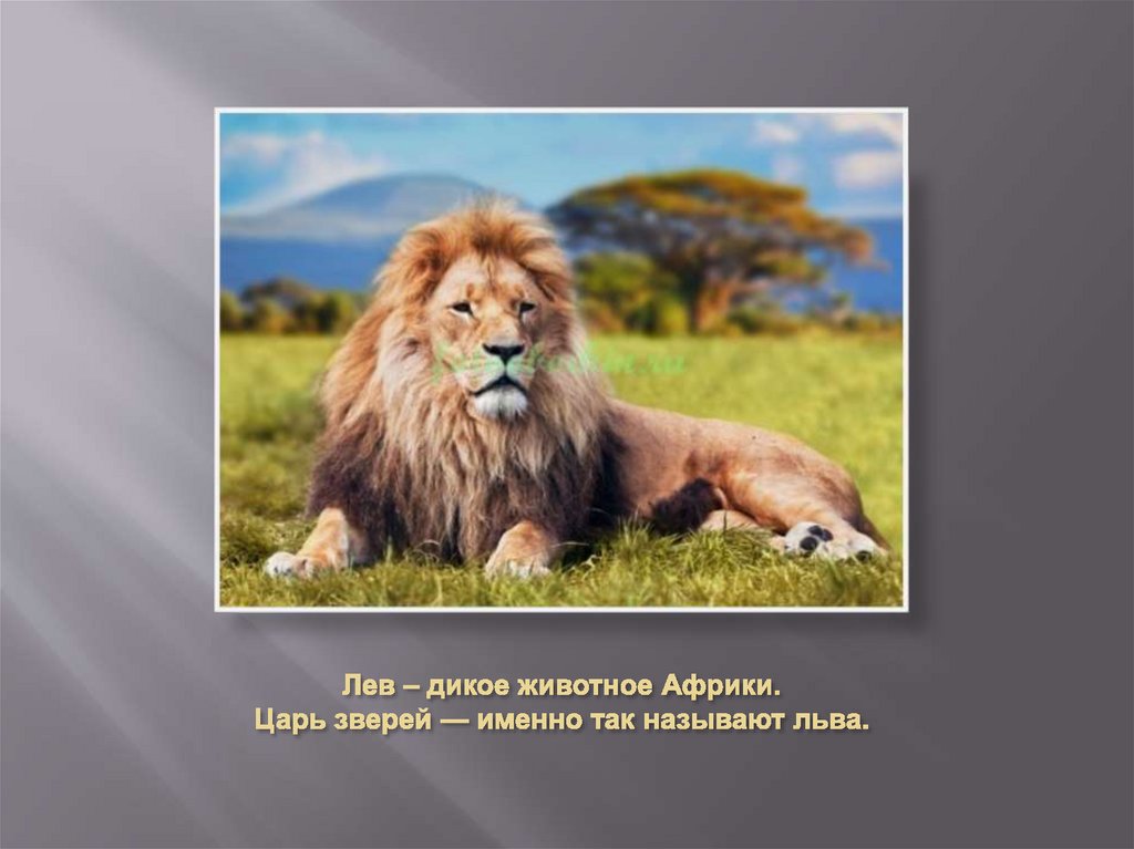 Лев – дикое животное Африки. Царь зверей — именно так называют льва.