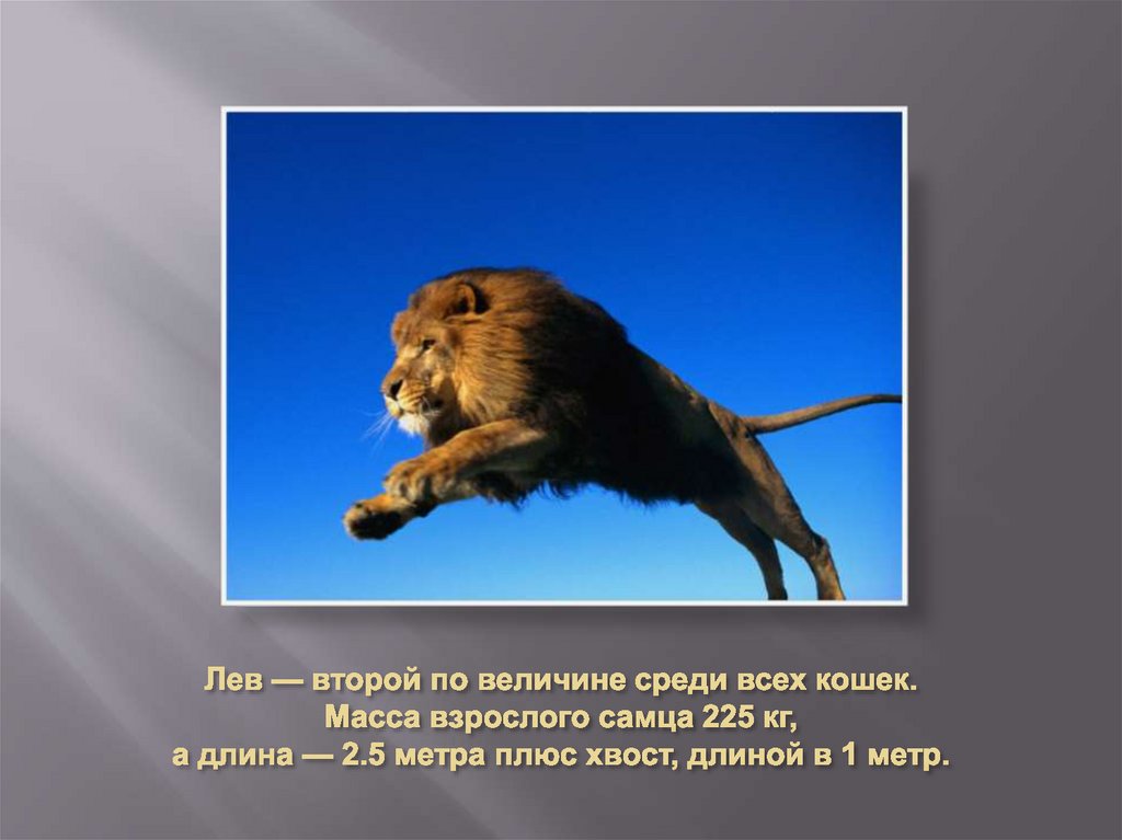 Лев — второй по величине среди всех кошек. Масса взрослого самца 225 кг, а длина — 2.5 метра плюс хвост, длиной в 1 метр.
