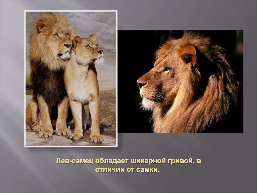  Лев-самец обладает шикарной гривой, в отличии от самки.