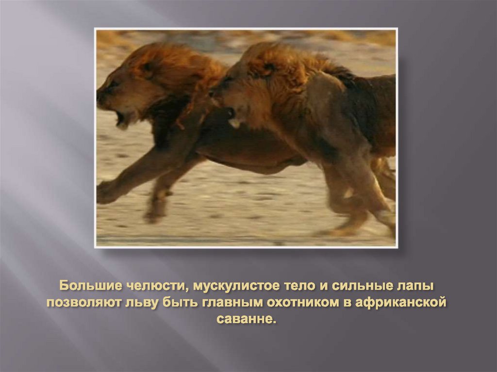 Большие челюсти, мускулистое тело и сильные лапы позволяют льву быть главным охотником в африканской саванне.