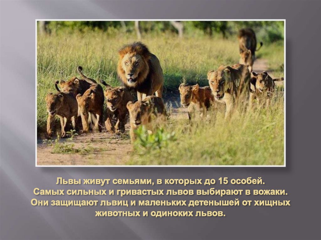 Львы живут семьями, в которых до 15 особей. Самых сильных и гривастых львов выбирают в вожаки. Они защищают львиц и маленьких