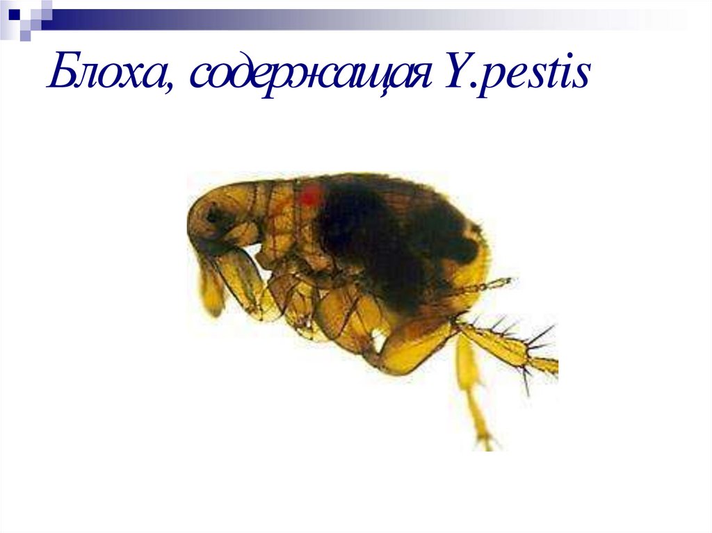 Блоха, содержащая Y.pestis