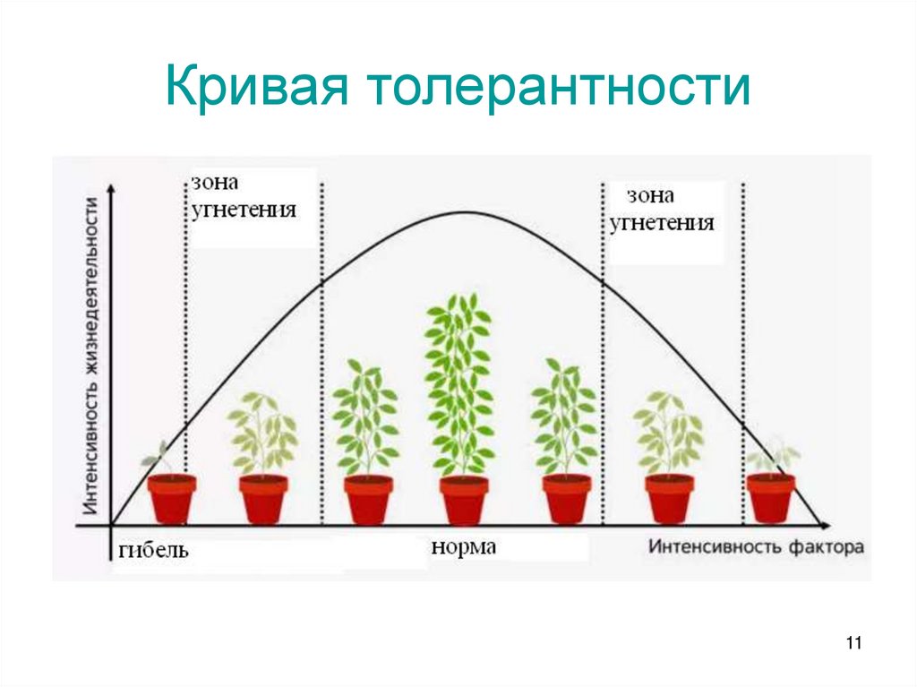 Кривая толерантности