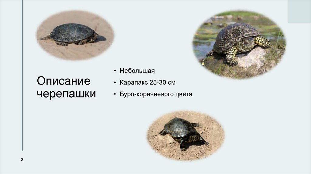 Описание черепашки