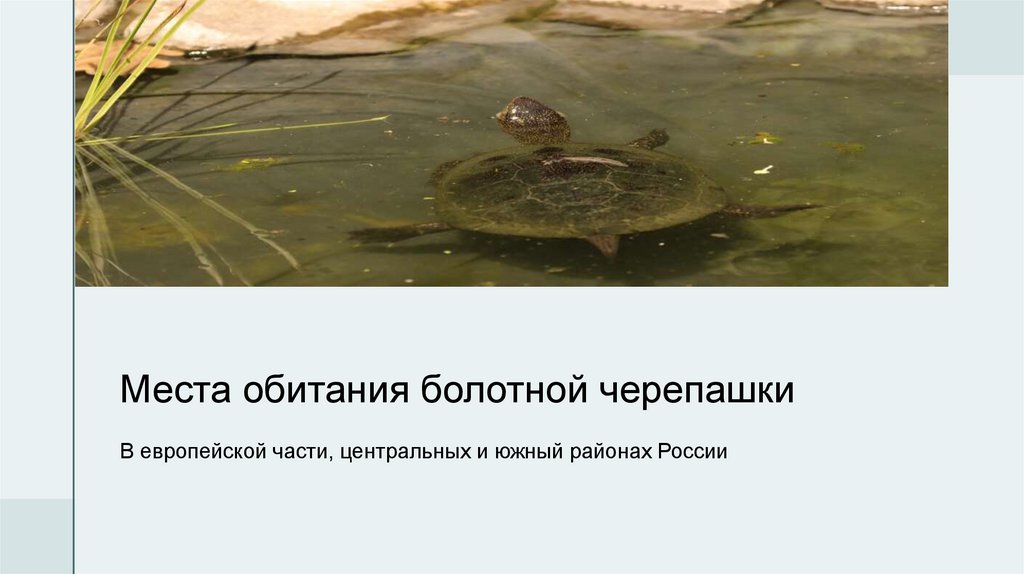 Места обитания болотной черепашки