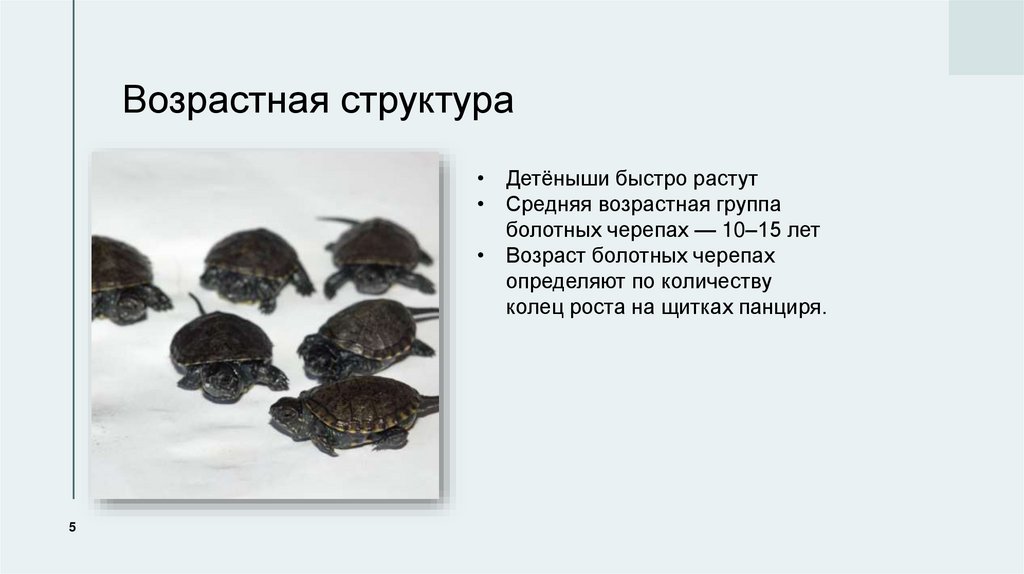 Возрастная структура