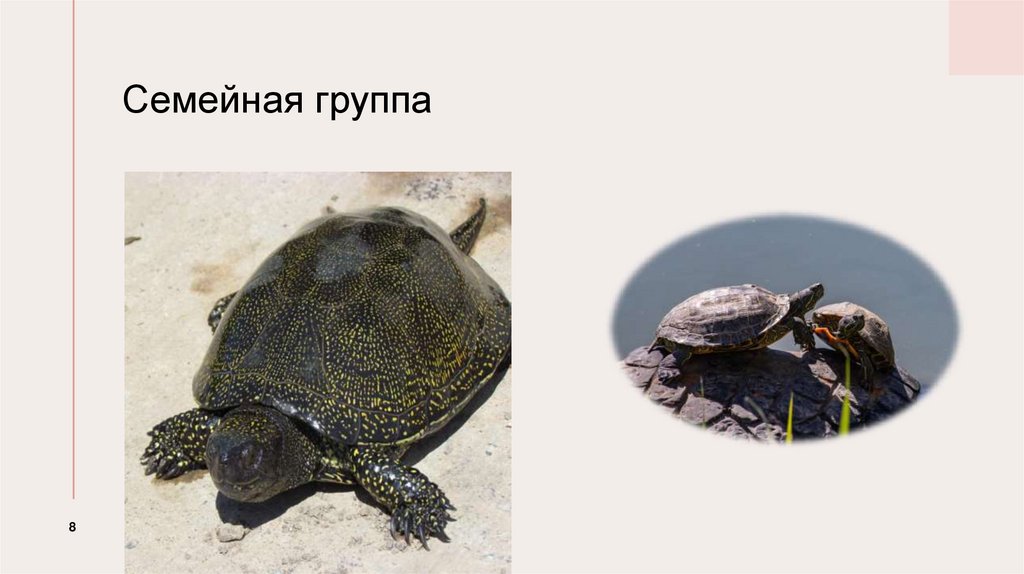 Семейная группа
