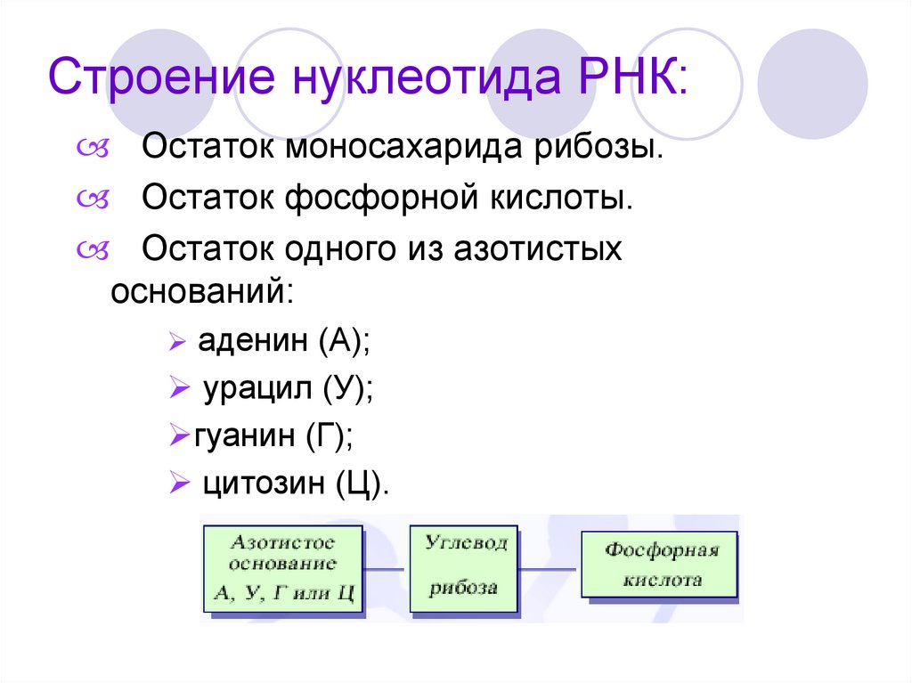 Строение нуклеотида РНК: