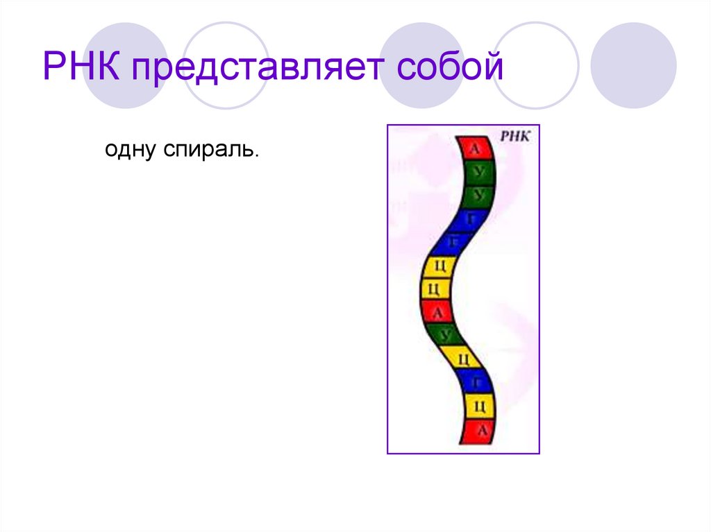 РНК представляет собой