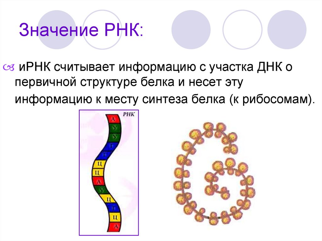 Значение РНК: