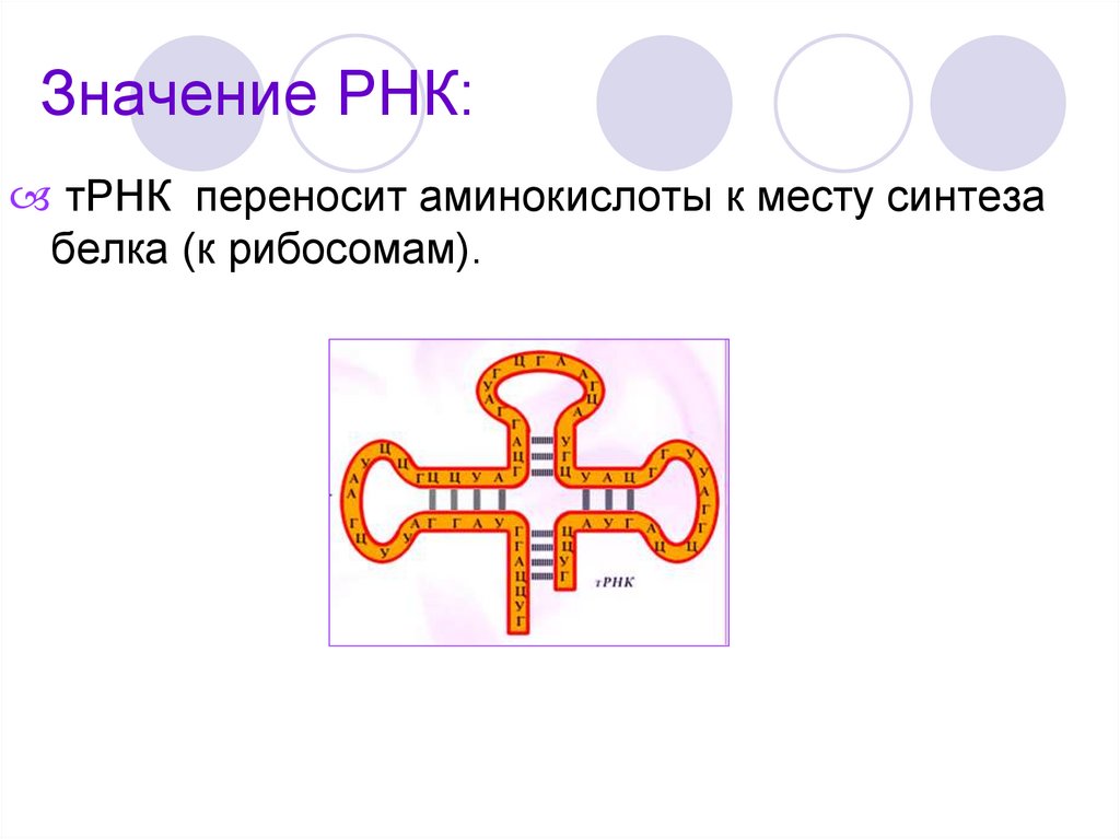 Значение РНК: