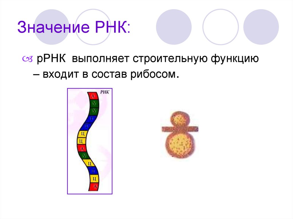 Значение РНК:
