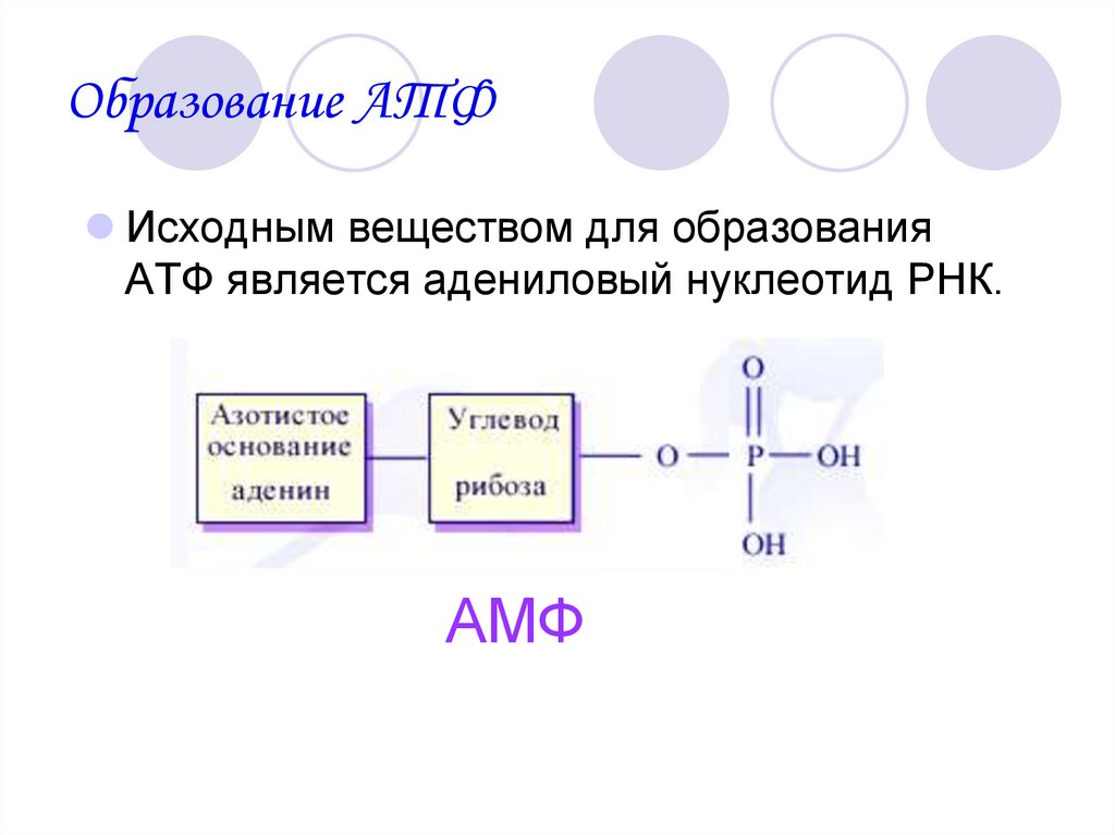 Образование АТФ