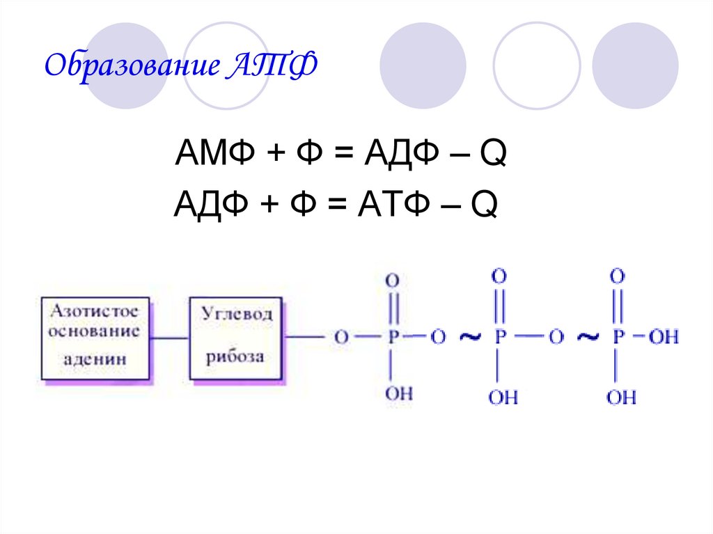 Образование АТФ
