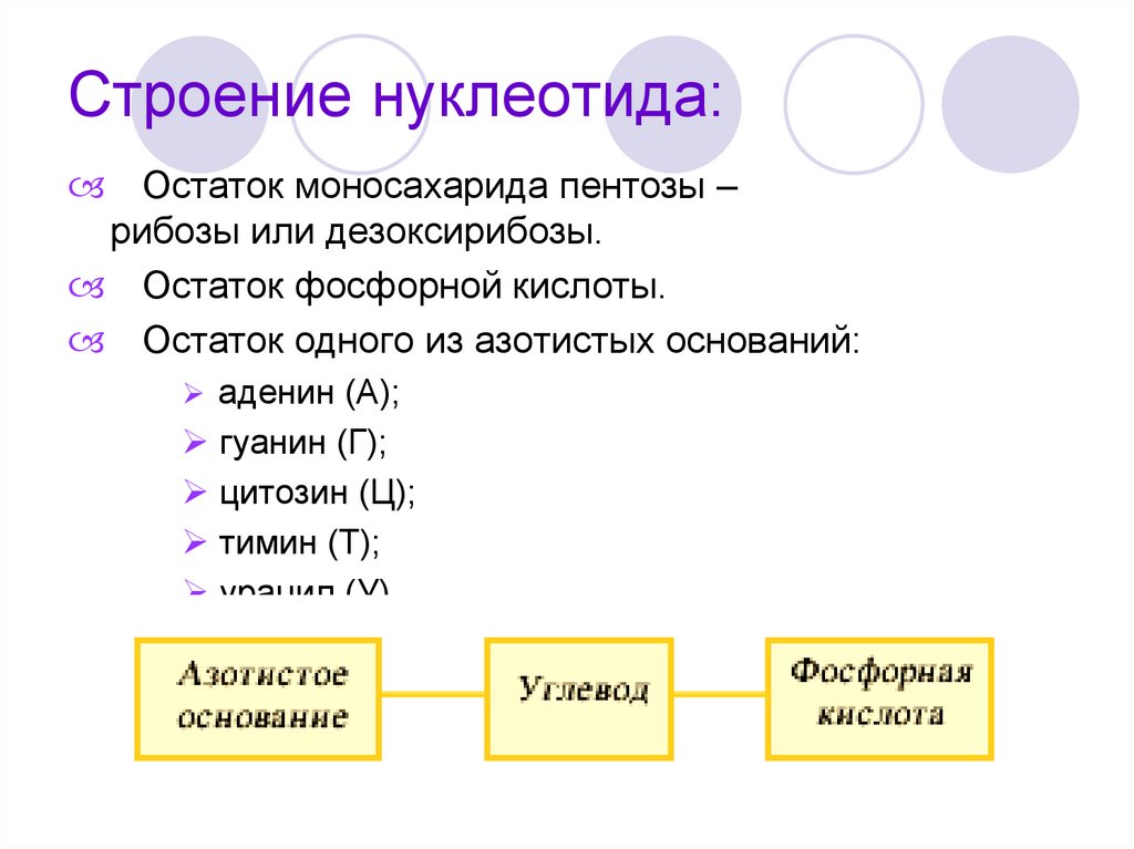 Строение нуклеотида:
