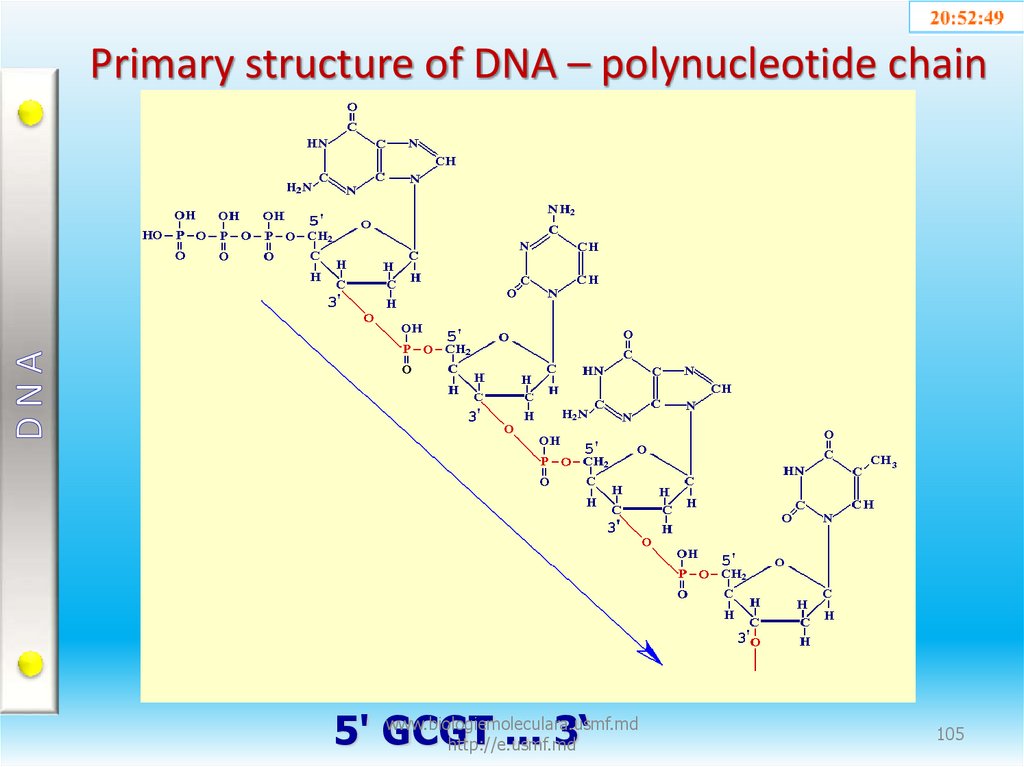 Primary structure of DNA – polynucleotide chain