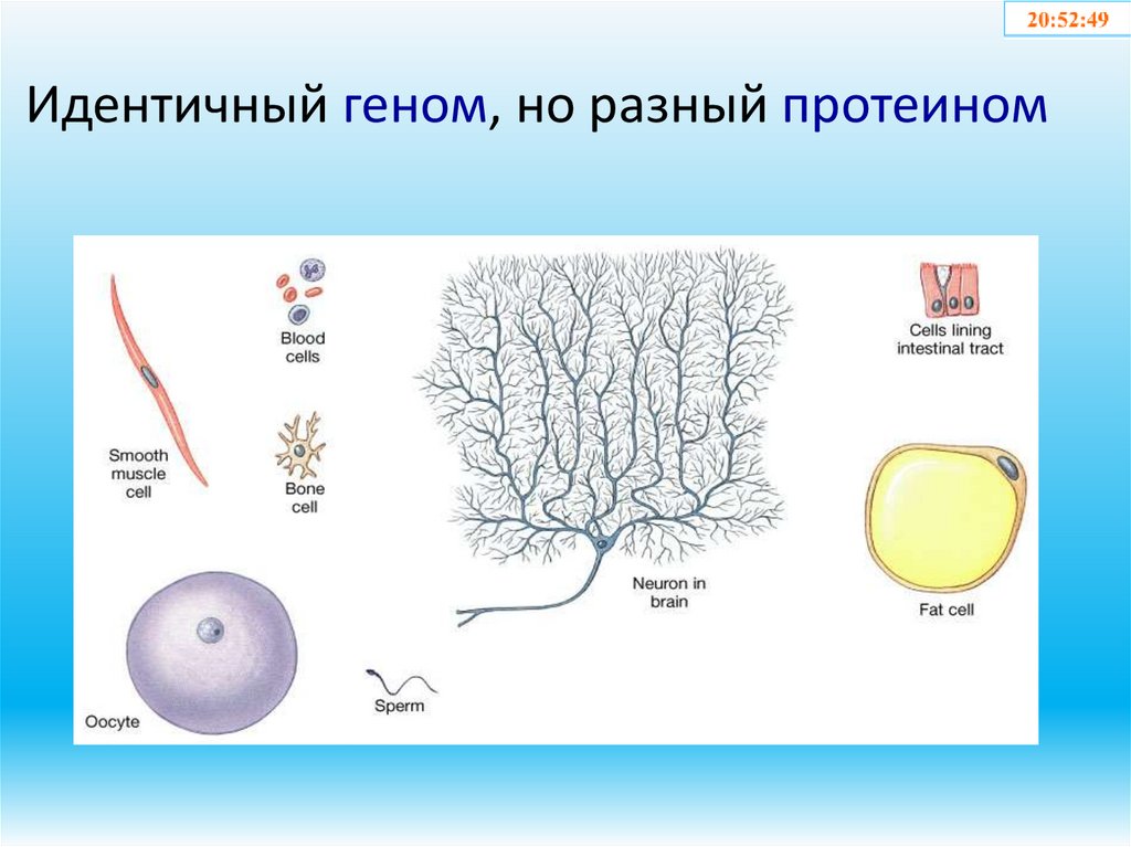 Идентичный геном, но разный протеином