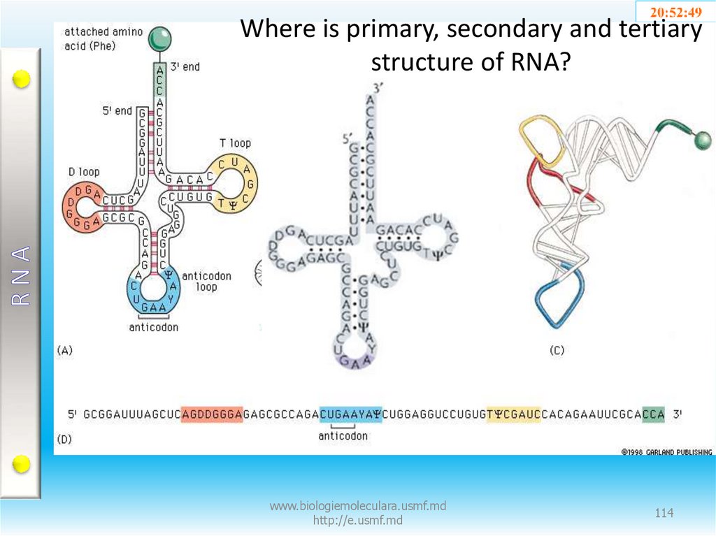 Where is primary, secondary and tertiary structure of RNA?