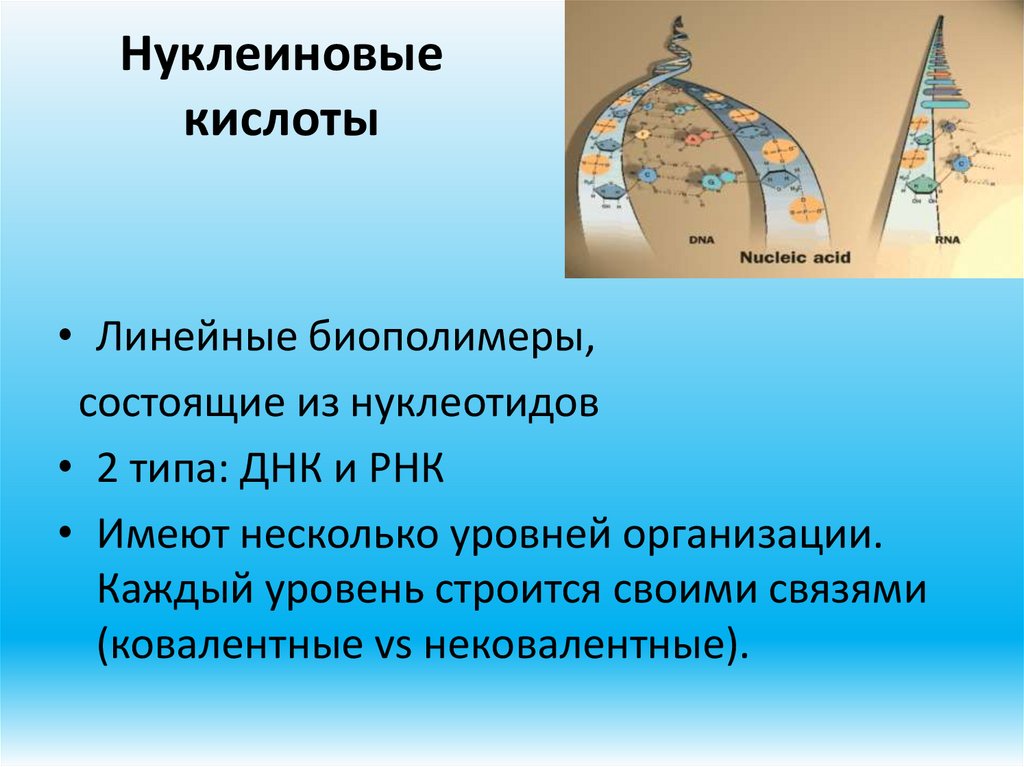 Нуклеиновые кислоты