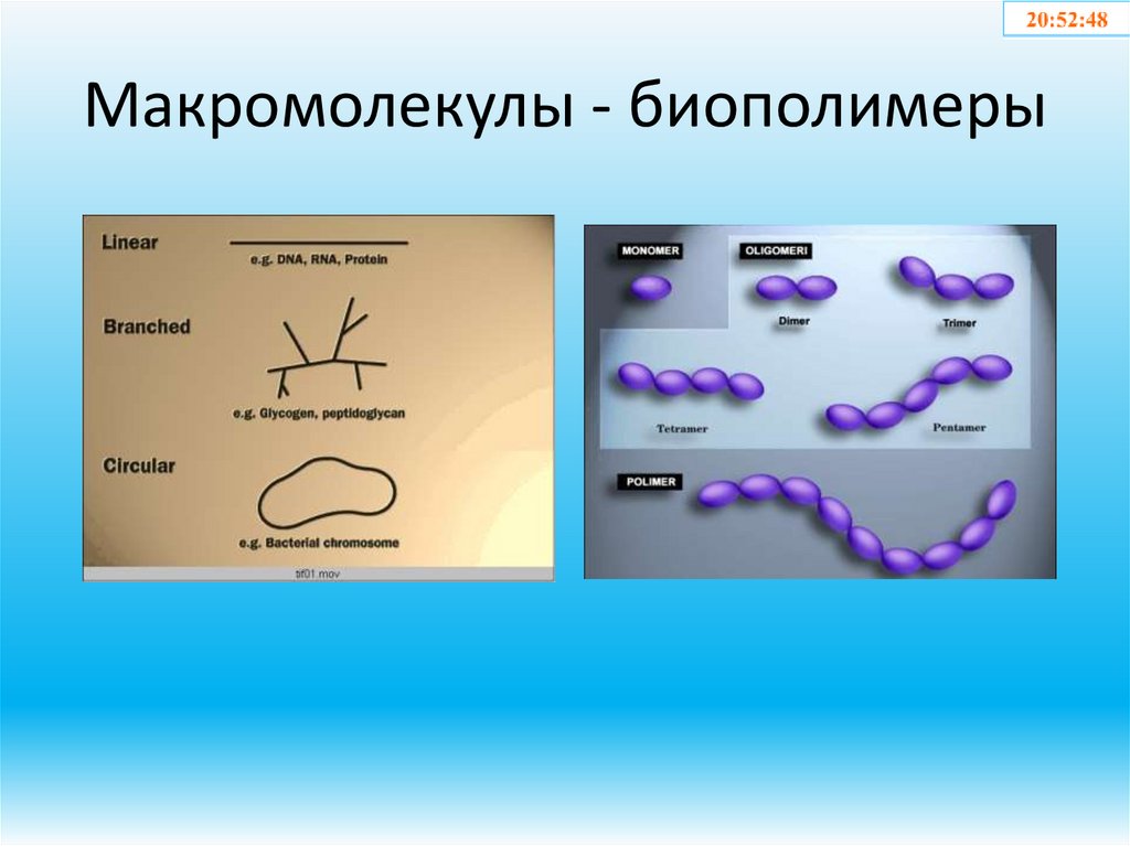 Макромолекулы - биополимеры