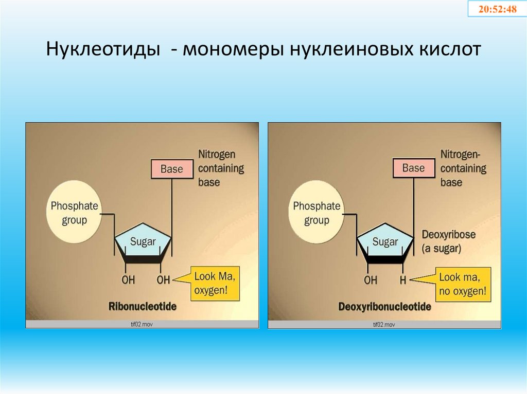 Нуклеотиды - мономеры нуклеиновых кислот