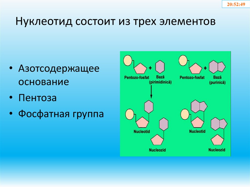 Нуклеотид состоит из трех элементов