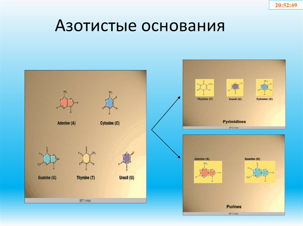 Азотистые основания