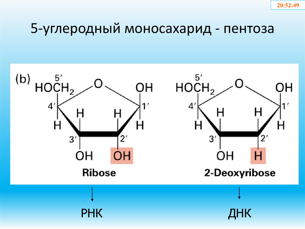 5-углеродный моносахарид - пентоза