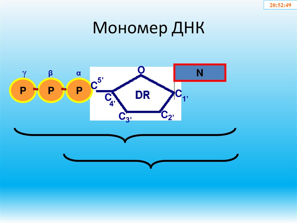 Мономер ДНК