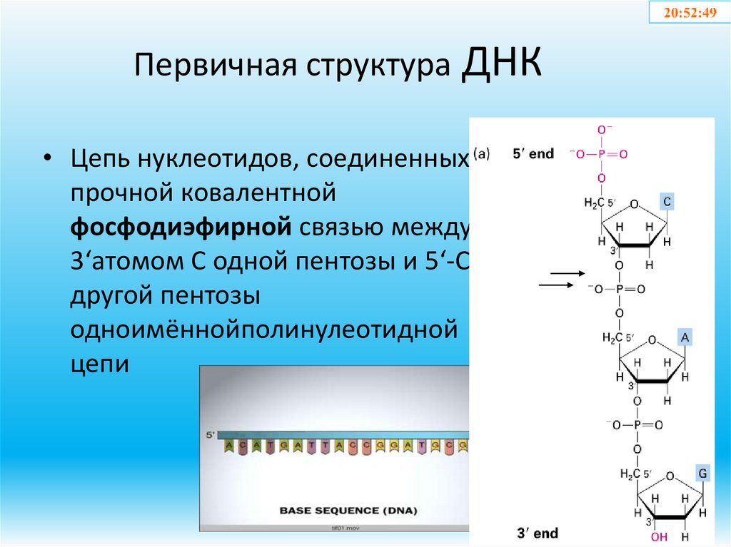 Первичная структура ДНК