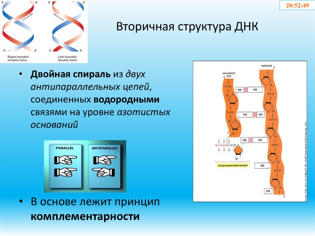 Вторичная структура ДНК