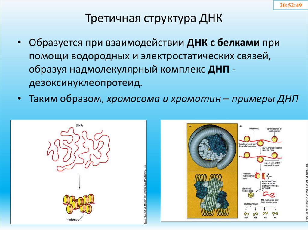 Третичная структура ДНК