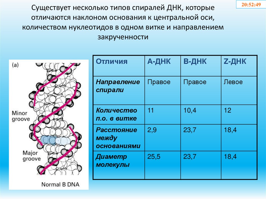 Существует несколько типов спиралей ДНК, которые отличаются наклоном основания к центральной оси, количеством нуклеотидов в