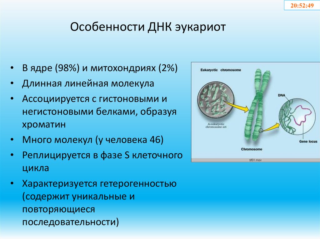 Особенности ДНК эукариот