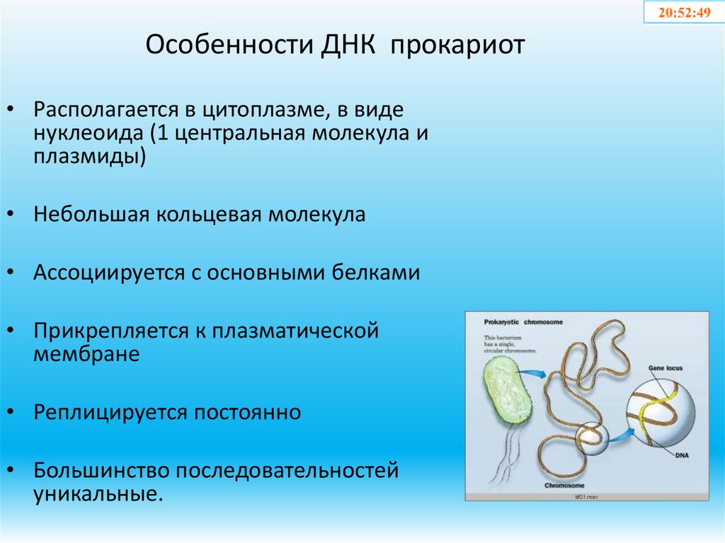 Особенности ДНК прокариот