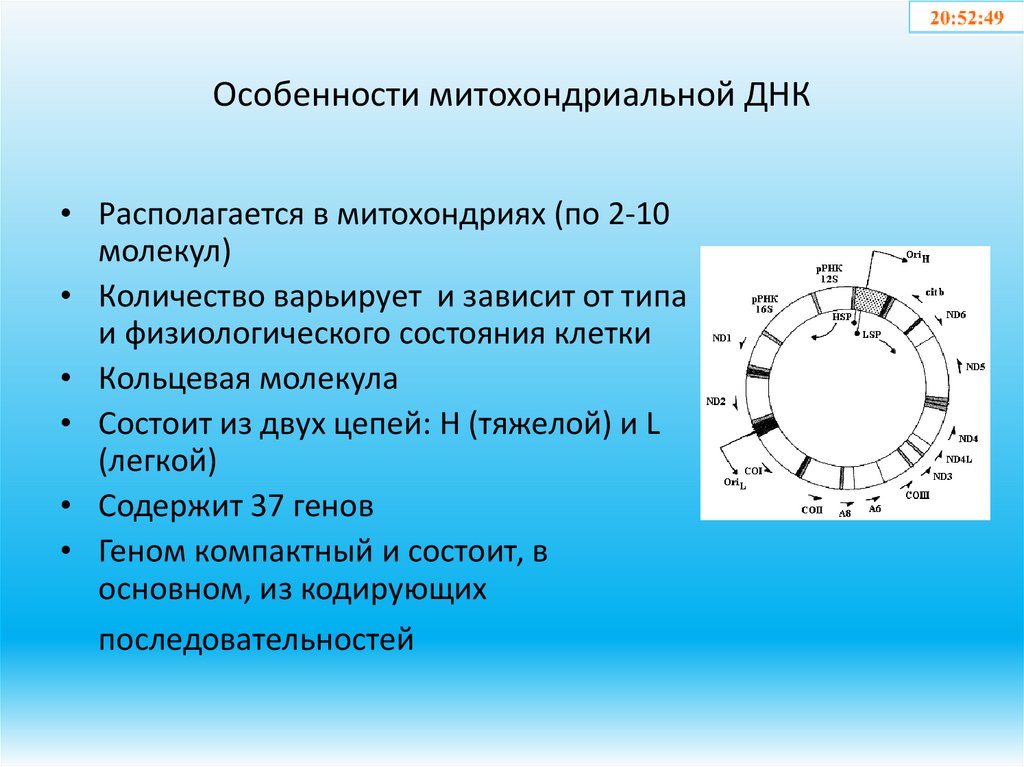 Особенности митохондриальной ДНК