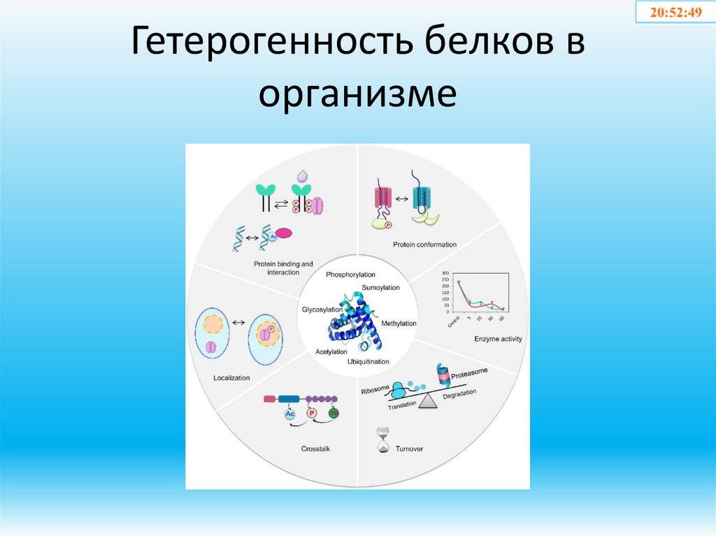 Гетерогенность белков в организме