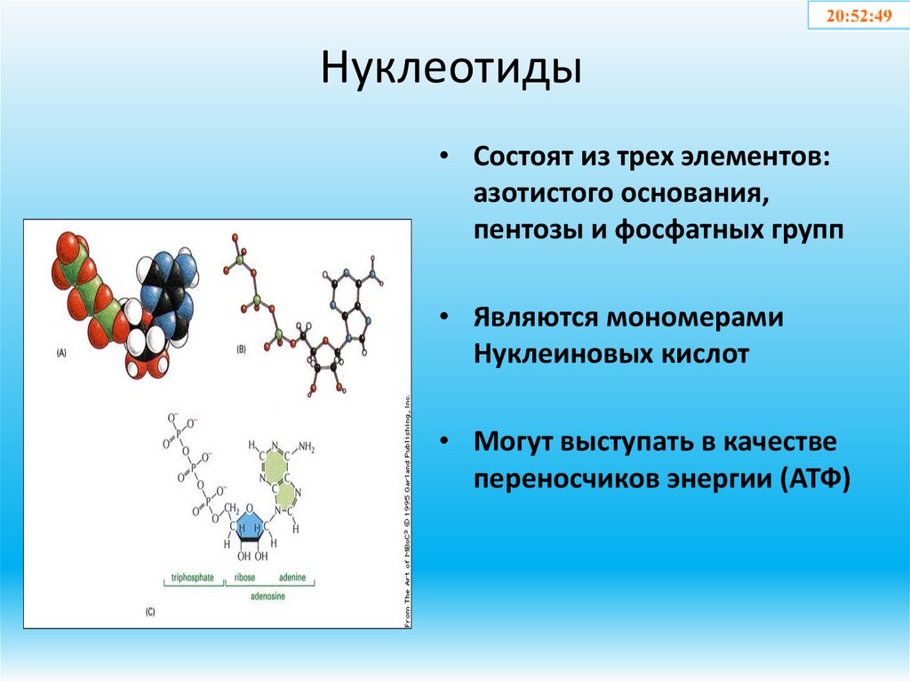 Нуклеотиды