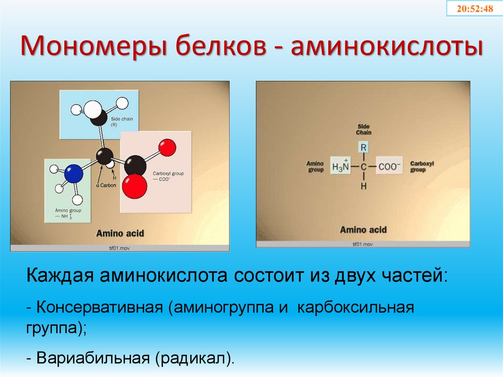 Мономеры белков - аминокислоты