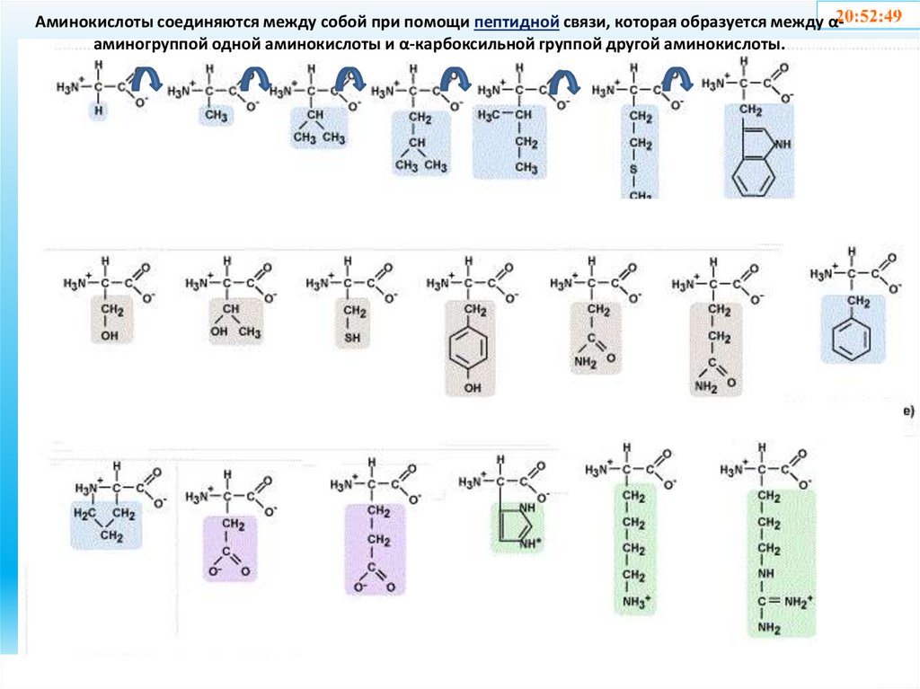 Аминокислоты соединяются между собой при помощи пептидной связи, которая образуется между α-аминогруппой одной аминокислоты и